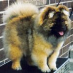 Kinesisk Foo hund