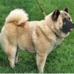 Kinesisk Foo hund