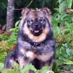 Kinesisk Foo hund