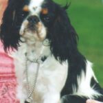 King Charles Spaniel