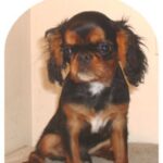 King Charles Spaniel