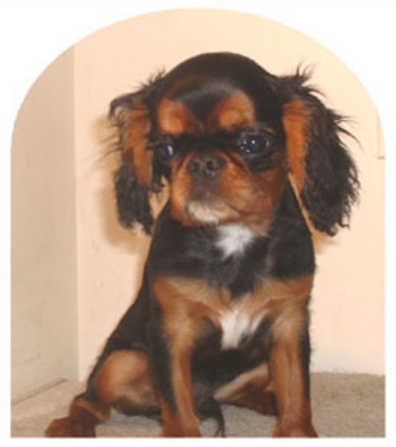 King Charles Spaniel