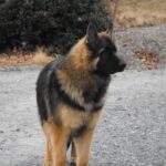 King Shepherd