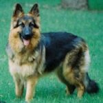 King Shepherd