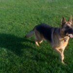 King Shepherd