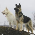 King Shepherd