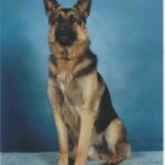 King Shepherd