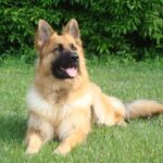 King Shepherd