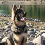 King Shepherd