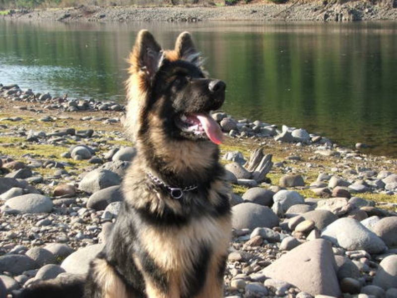 King Shepherd