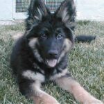 King Shepherd