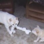 Kishu
