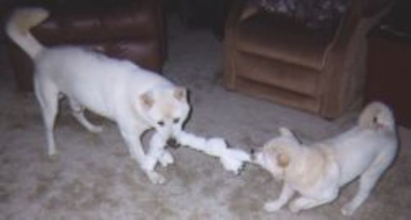 Kishu