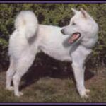 Kishu
