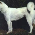 Kishu