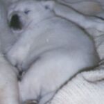 Kishu
