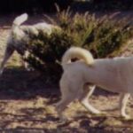 Kishu