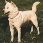 Kishu