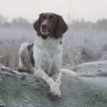 Kleiner Münsterländer