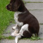 Kleiner Münsterländer