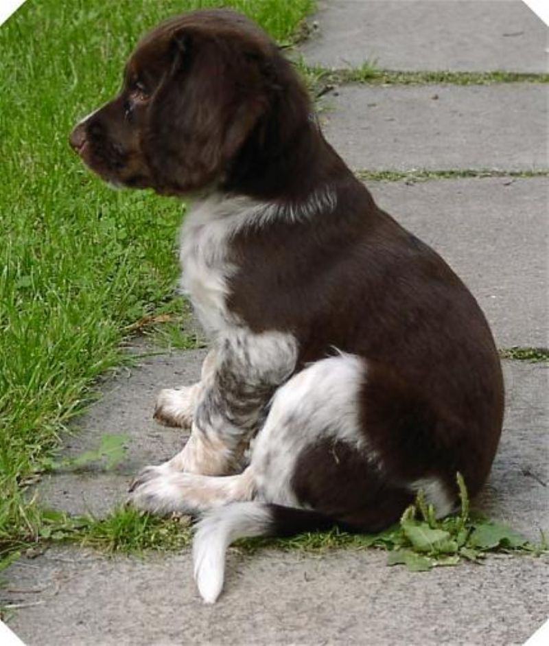 Kleiner Münsterländer