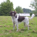 Kleiner Münsterländer