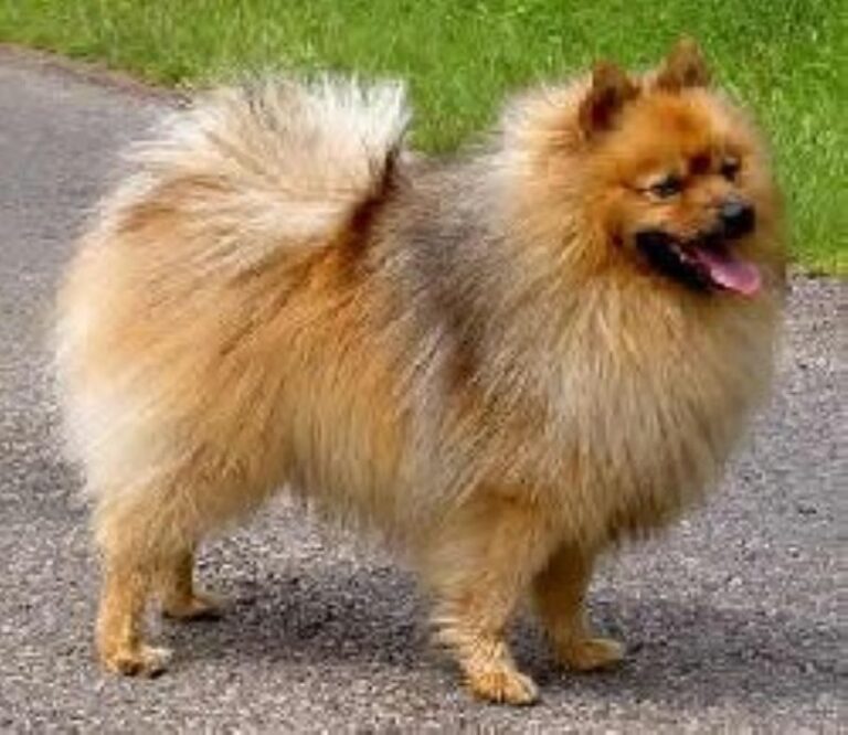 Kleinspitz