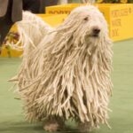 Komondor