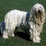 Komondor