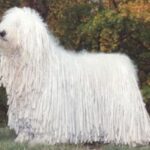 Komondor