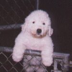 Komondor