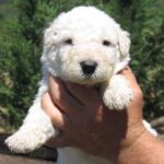 Komondor