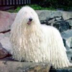 Komondor