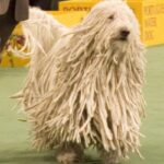 Komondor