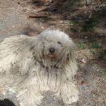 Komondor