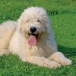 Komondor