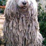 Komondor