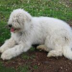 Komondor