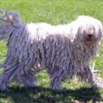 Komondor