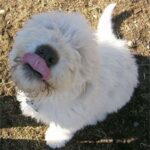 Komondor