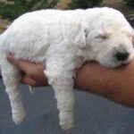 Komondor
