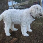 Komondor