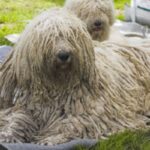 Komondor