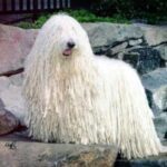 Komondor