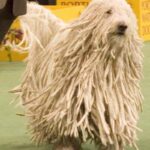 Komondor