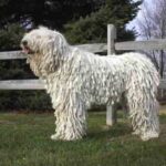 Komondor