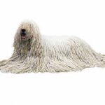 Komondor