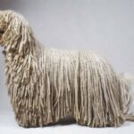 Komondor