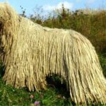 Komondor