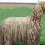 Komondor